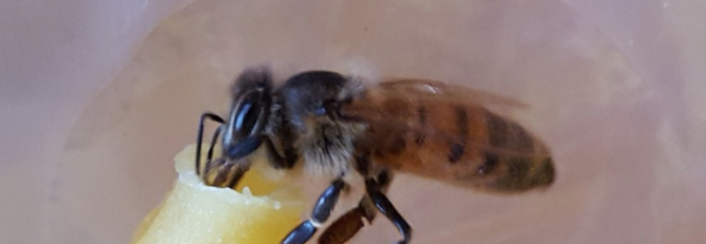 Bee Kind Organics