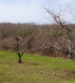 Apple Gates Orchard