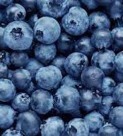 Wilson’s Organic Blueberry Farm