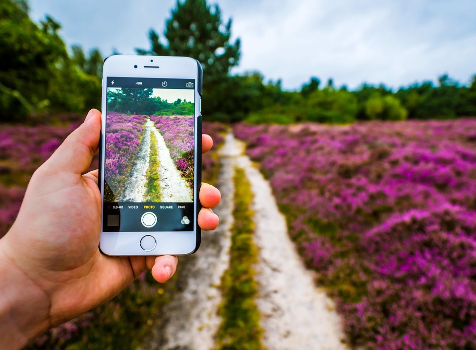 Hand holding smartphone to take picture of lavender fields