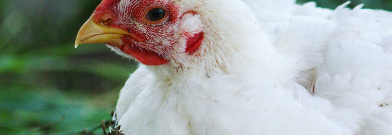 Pasture Raised Chicken – Opa’s Acres